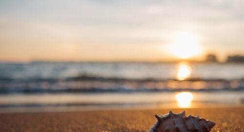 Conchiglia su spiaggia al tramonto, riflessi dorati sull'acqua.