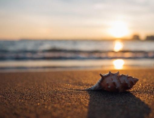 Conchiglia su spiaggia al tramonto, riflessi dorati sull'acqua.